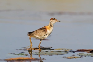 Lesser Jacana (Microparra capensis) adult, walking on waterlily pads in wetland, Okavango Delta, Botswana