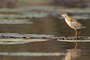 Lesser Jacana (Microparra capensis) adult, standing on waterlily pads in wetland, Okavango Delta, Botswana