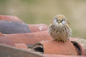 Falcon Prints: Lesser Kestrel (Falco naumanni) adult female