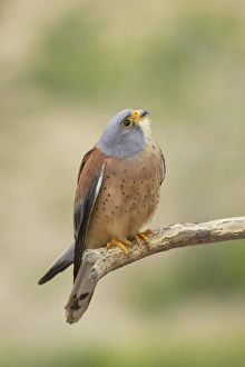 Falcon Prints: Lesser Kestrel (Falco naumanni) adult male, perched on branch, Extremadura, Spain