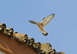 Lesser Kestrel (Falco naumanni) adult male, in flight with cricket prey in beak, returning to nest under tiles of roof, Extremadura, Spain, may