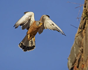 Lesser Kestrel (Falco naumanni) adult male, in flight, arriving at roof of church, Extremadura, Spain, april