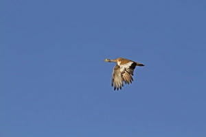 Lesser Kestrel (Falco naumanni) adult male, in flight, transferring Centipede (Scolopendra sp)
