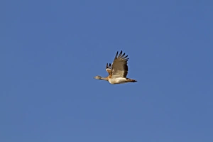 Lesser Kestrel (Falco naumanni) adult male, in flight, transferring Centipede (Scolopendra sp)