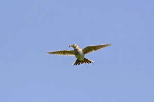 Lesser Kestrel (Falco naumanni) adult male, in flight, transferring Centipede (Scolopendra sp)