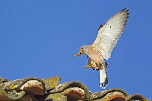 Lesser Kestrel (Falco naumanni) adult male, in flight, with Mole Cricket (Gryllotalpa gryllotalpa) prey in beak