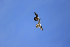 Lesser Kestrel (Falco naumanni) adult male, in flight, transferring Centipede (Scolopendra sp)