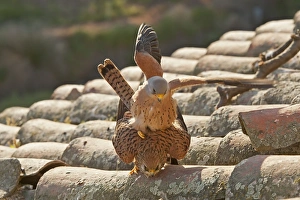 Falcon Prints: Lesser Kestrel (Falco naumanni) adult pair