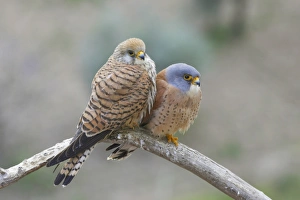 Lesser Kestrel (Falco naumanni) adult pair, perched on branch, Extremadura, Spain