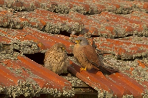 Lesser Kestrel (Falco naumanni) adult pair, perched at entrance to nest in old roof, Spain, April