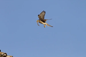 Lesser Prints: Lesser Kestrel female with insect prey in its bill. Taken in spain, Trujillo, Extremadura