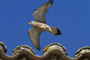 Lesser Prints: Lesser Kestrel male in flight carrying a prey item - Extremadura Spain