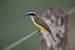 Mato Grosso Prints: Lesser Kiskadee (Philohydor lictor) adult