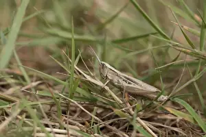 Marshlands Prints: Lesser Marsh Grasshopper (Chorthippus albomarginatus) adult