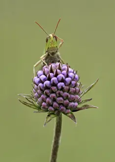 Humor Prints: Lesser Marsh Grasshopper (Chorthippus albomarginatus) adult