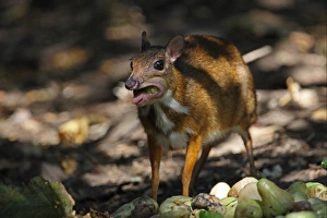Kaeng Krachan Prints: Lesser Mouse-deer (Tragulus kanchil) adult female