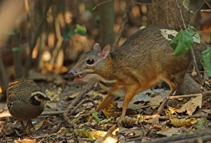 Gamebird Prints: Lesser Mouse-deer (Tragulus kanchil) adult male