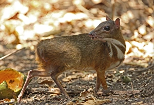 Lesser Mouse-deer (Tragulus kanchil) adult male, feeding on fallen fruit, Kaeng Krachan N. P. Thailand, january