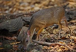 Lesser Mouse-deer (Tragulus kanchil) adult male, drinking from forest pool, Kaeng Krachan N. P. Thailand, february