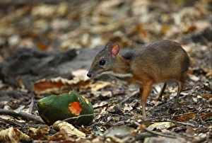Kaeng Krachan Prints: Lesser Mouse-deer (Tragulus kanchil) fawn