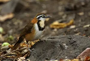 Laughingthrushes Prints: Lesser Necklaced Laughingthrush (Garrulax monileger) adult