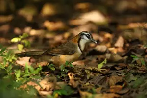 Lesser Necklaced Laughingthrush (Garrulax monileger) adult, standing on forest floor, Kaeng Krachan N. P. Thailand, november