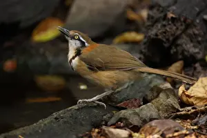Lesser Necklaced Laughingthrush (Garrulax monileger) adult, drinking at pool in forest, Kaeng Krachan N. P