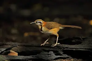 Lesser Necklaced Laughingthrush (Garrulax monileger) adult, standing on log, near Kaeng Krachan, Thailand, May