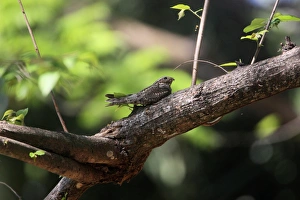 Costa Rican Prints: Lesser Nighthawk (Chordeiles acutipennis) adult
