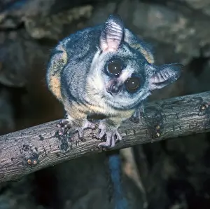 Primates Prints: Lesser Northern Bushbaby (Galago senegalensis) On tree branch - close-up (S)