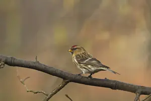 Lesser Redpoll (Carduelis cabaret) adult female / first winter plumage, perched on branch, Norfolk, England, february