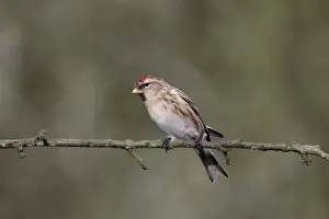 Lesser Redpoll (Carduelis cabaret) adult female / first winter plumage, perched on twig, Warwickshire, England