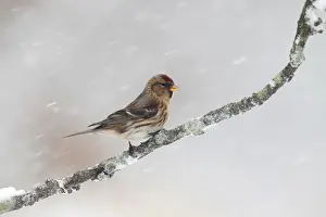 Lesser Redpoll (Carduelis cabaret) adult female / first winter plumage, perched on twig during snowfall, Warwickshire