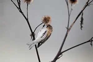 Lesser Redpoll (Carduelis cabaret) adult female / first winter plumage, feeding on seeds from burdock seedhead