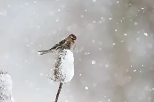 Lesser Redpoll (Carduelis cabaret) adult female / first winter plumage, feeding on seeds from snow covered teasel