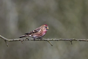 Finch Prints: Lesser Redpoll (Carduelis cabaret) adult male