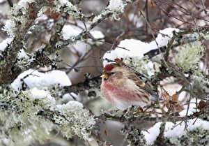 Lesser Redpoll (Carduelis cabaret) adult male, perched on lichen covered birch twig in snow, Cairngorms N. P