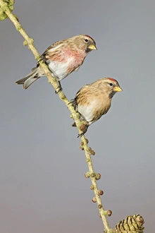 Larches Prints: Lesser Redpoll (Carduelis cabaret) adult pair