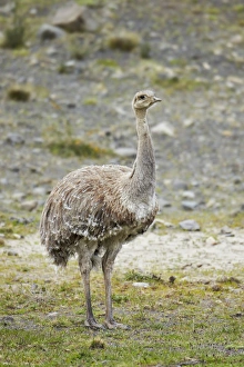Steppes Prints: Lesser Rhea (Rhea pennata) adult male
