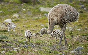 Parent Prints: Lesser Rhea (Rhea pennata) adult male with chicks