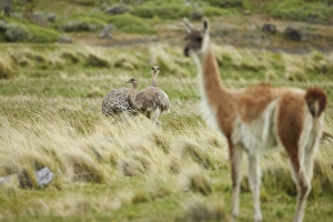 Steppes Prints: Lesser Rhea (Rhea pennata) two adults