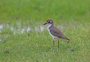 Plovers Prints: Lesser Sand Plover (Charadrius mongolus) adult