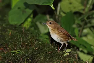 Sumatra Prints: Lesser Shortwing (Brachypteryx leucophris leucophris) adult