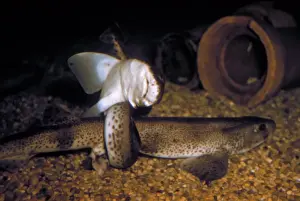 Shark Prints: Lesser Spotted Dog- fish (Scyliorhinus canicula) Copulating