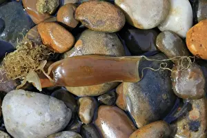 Lesser Spotted Dogfish (Scyliorhinus canicula) Mermaids Purse eggcase, washed up on beach, Sheringham, Norfolk
