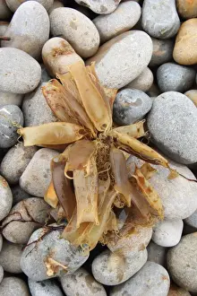 Lesser Spotted Dogfish (Scyliorhinus canicula) Mermaids Purse eggcases, group washed up on beach, Chesil Beach, Dorset