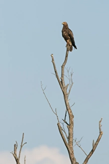 Eastern Europe Prints: Lesser Spotted Eagle (Aquila pomarina) adult