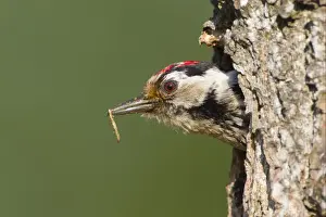 Wood Pecker Prints: Lesser Spotted Woodpecker (Dendrocopus minor) adult male