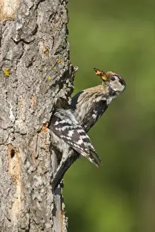 Lesser Spotted Woodpecker (Dendrocopus minor) adult pair, male with food in beak, feeding chicks in nesthole, Bulgaria, may