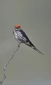 Game Prints: Lesser Striped-swallow (Hirundo abyssinica) adult